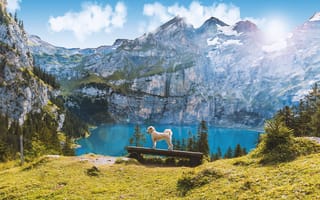 Картинка Швейцария, природа, собака, горы, Ошинен, пейзаж, озеро
