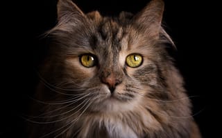 Картинка кот, Lisa Holloway, пушистая, фотограф, кошка