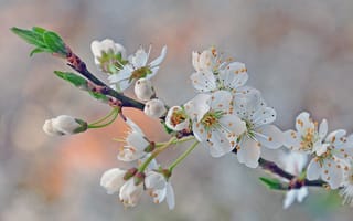 Картинка вишня, фотограф Mercedes Salvador, цветы, размытые