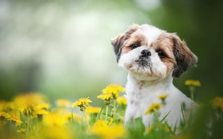Картинка животное, щенок, весна, цветы, одуванчики, трава, ши-тцу