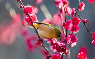 Картинка природа, цветы, ветки, цветение, Япония, white-eye, птицы мира, абрикос, весна, белый глаз, птичка