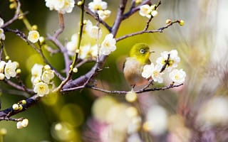 Картинка природа, цветение, white-eye, ветки, птицы мира, весна, цветы, персик, Япония, птичка, белый глаз