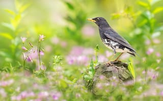 Картинка птица, FuYi Chen, лето, дрозд, цветы, фотограф