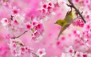 Картинка птица, цветение, FuYi Chen, весна, вишня