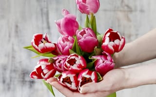 Картинка руки, цветы, тюльпаны