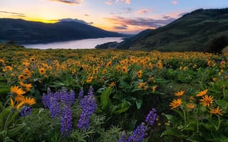 Картинка Oregon, холмы, луг, ущелье, Орегон, цветы, утро, Колумбия, река, рассвет, природа, пейзаж, бальзамориза, люпины