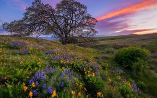 Картинка США, природа, закат, дерево, цветы, луг