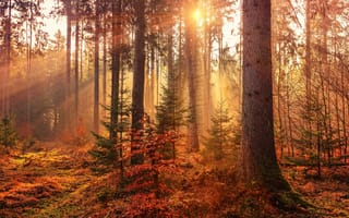 Картинка природа, стволы, солнце, деревья, лес, осень