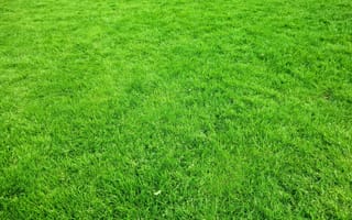 Картинка газон, текстура, трава