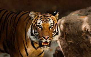 Картинка животное, хищник, тигр, взгляд
