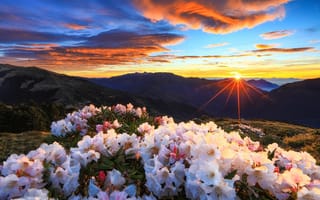Картинка Тайвань, Taiwan, лучи, кусты, заповедник, природа, солнце, закат, пейзаж, Тароко, рододендроны, горы
