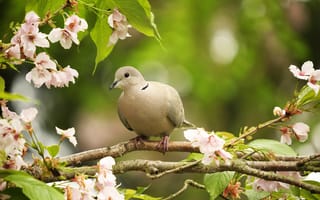 Картинка птицы мира, цветение, ветки, весна, природа, цветы, птица, голубь