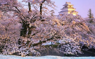 Картинка Япония, цветение, парк, весна, Аидзувакамацу, сакура, природа, дерево, замок
