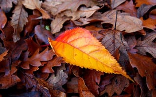Картинка текстура, листья, осень, макро