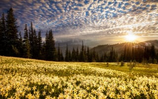 Картинка природа, восход, поле, облака, полевые цветы, лилии, промені сонця, холмы, небо, лес, горы