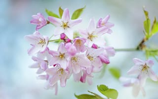 Обои Jacky Parker, вишня, ветка, макро, весна, природа, цветы, цветение