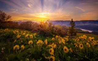 Картинка природа, ущелье, закат, польові квіти, полевые цветы, весна, Doug Shearer, захід сонця
