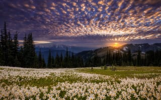 Картинка природа, захід сонця, польові квіти, облака, горы, лилии, Doug Shearer, закат, пейзаж