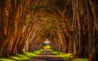 Картинка природа, Doug Shearer, туннель, Калифорния, кипарисы, деревья