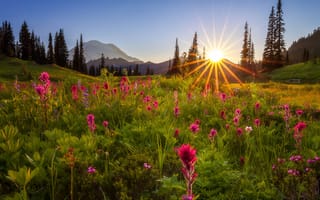 Картинка природа, цветы, промені сонця, лето, польові квіти, Doug Shearer, закат, лучи солнца
