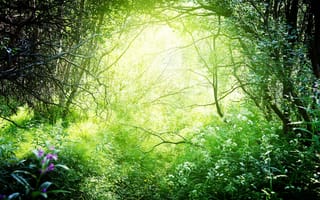 Картинка Красивая природа, деревья, солнечный свет, кусты, зеленый, трава