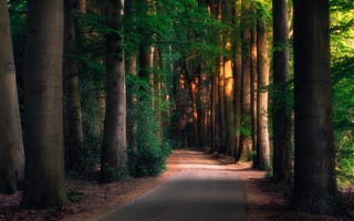 Картинка Дорога в утреннем лесу