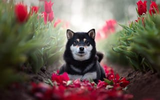 Картинка животное, сиба-ину, тюльпаны, природа, собака, цветы, лепестки, весна, пёс