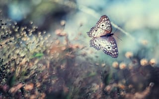Картинка Eleonora Di Primo, бабочка, боке, трава, макро, природа