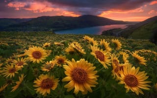 Картинка Oregon, Орегон, рассвет, Колумбия, утро, бальзамориза, пейзаж, ущелье, цветы, природа, река, холмы, луг