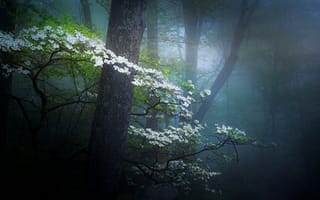 Картинка природа, цветение, туман, цветы, деревья, дымка, весна, лес