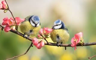 Обои птицы мира, синицы, ветка, парочка, птицы, весна, цветение
