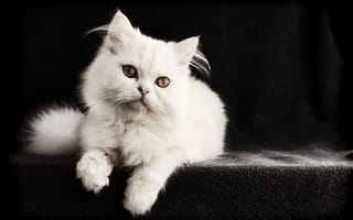 Картинка животное, кошка, белый, кот