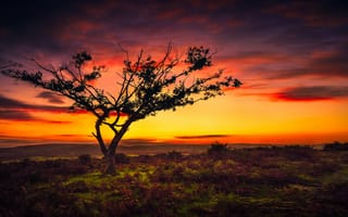 Картинка Одинокое дерево на фоне заката