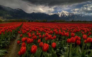 Картинка природа, горы, пейзаж, цветы, тучи, тюльпаны, весна, поле
