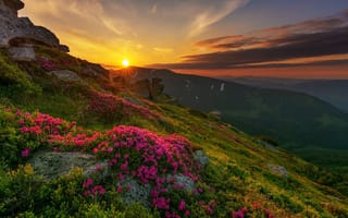Картинка природа, гори, Карпати, Misha Reme, квіти, захід сонця, Україна
