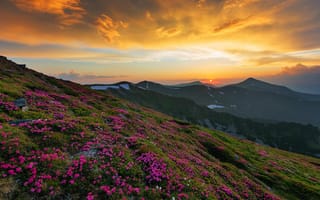Картинка природа, захід сонця, гори, квіти, Карпати, Misha Reme, Україна
