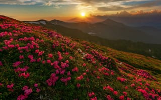 Картинка природа, гори, Україна, Misha Reme, Карпати, пейзаж, захід сонця, квіти