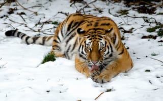 Картинка Тигр, Животные, зверь, снег, зима