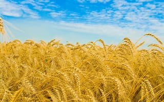 Обои Пшеница, поле, природа, облака