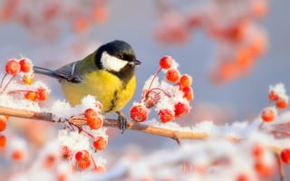 Картинка Vlad Vladilenoff, ягоды, иней, птицы мира, зима, синица, ветка, природа, мороз, птица