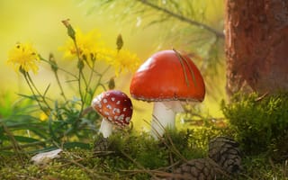 Картинка осень, грибы, мухоморы, шишки, природа, сосна, Vlad Vladilenoff, цветы, дерево, мох