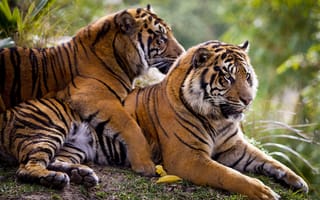 Обои животные, тигры, хищники, чувства, природа, пара