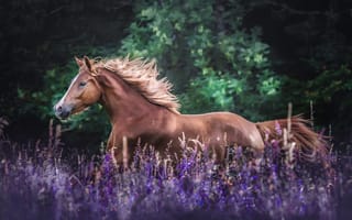 Обои животное, конь, цветы, природа, лошадь, бег, травы