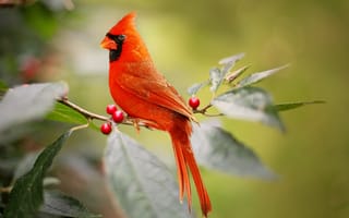 Обои птицы мира, ветка, кардинал, ягоды, листья, птица