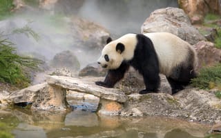 Обои животное, панда, вода, водоём, камни, медведь, природа