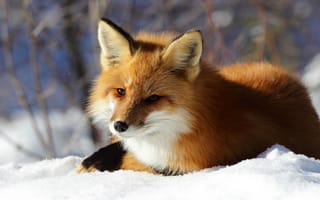 Картинка животное, лисица, зима, снег, лиса, природа