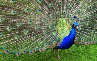 Картинка птицы мира, птица, павлин, хвост, природа, трава