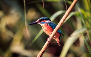 Картинка Kingfisher, small bird, ветка, птица