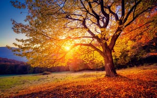 Картинка дерево, осень, ветки, природа