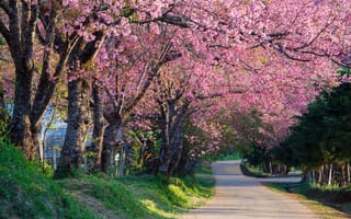 Картинка природа, весна, дорога, сакура, деревья, цветение